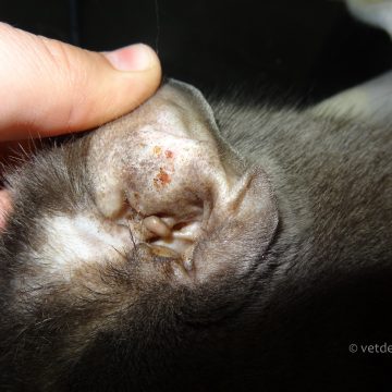 Allergiline otiit kassil