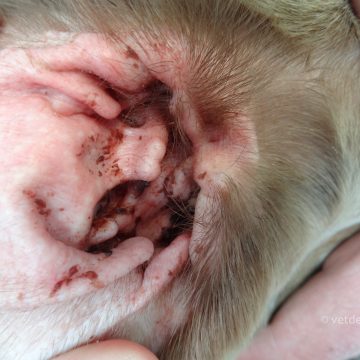 Allergilne otiit pärmseente infektsiooniga