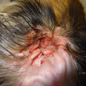 Äge allergiline otiit koeral