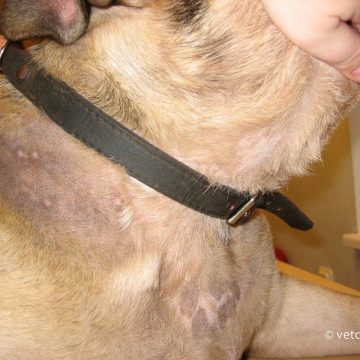 Alopeetsia X inglise bulldogil