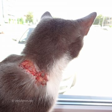 Atoopia kassil