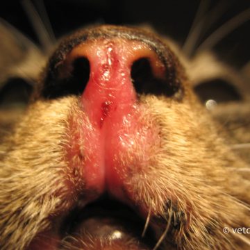 Caliciviirus, haavand ninapeeglil ja huultel
