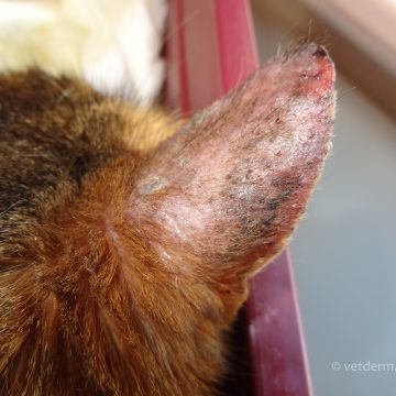 Dermatofütoos kassi kõrvalestal