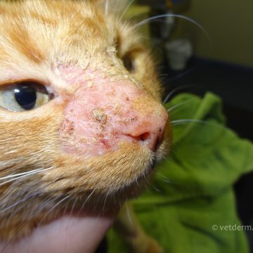 Dermatofütoos kassi näol