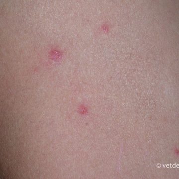 Dermatofütoos kassi omanikul-2