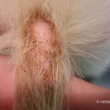Dermatofütoos kassipoja sabal