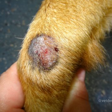 Dermatofütoos, koera käpp