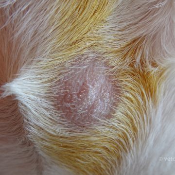 Dermatofütoos koeral, karvutu laik