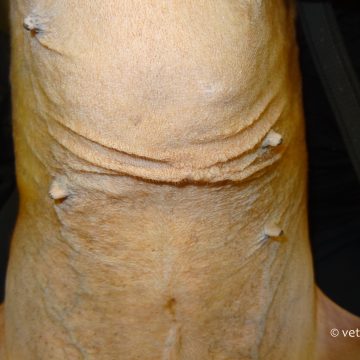 Ehlers-Danlos sündroom koeral, naha elastsuse puudus