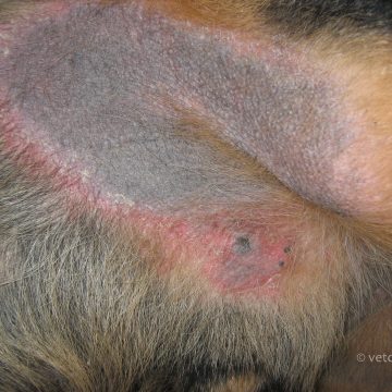 Krooniline püoderma atoopiaga koeral