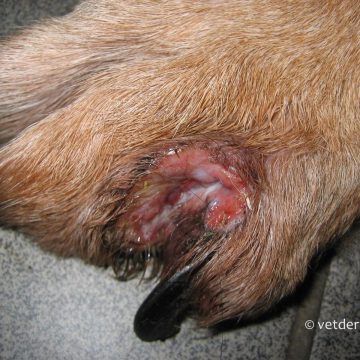Lamerakuline vähk, koera varbavahe
