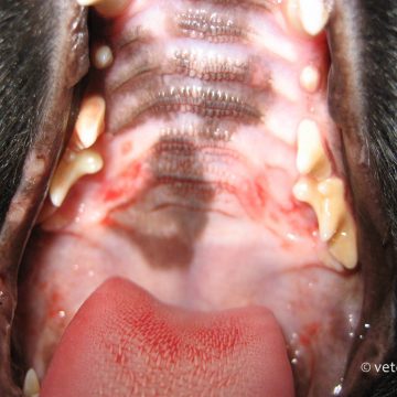 Herpes viirus, kass