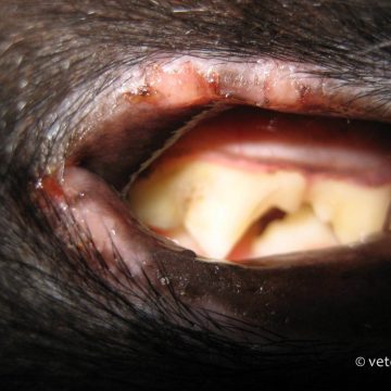 Herpes viirus huultel, sama kass, mis eelmisel pildil