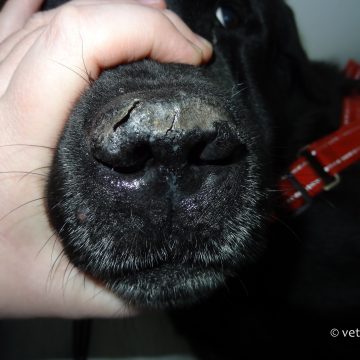 Nasaalne parakeratoos labradoril