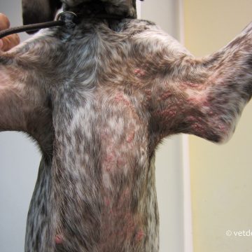 Papilloomiviirus noorel koeral
