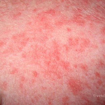 Püoderma koeral, punnid (aka paapulid)