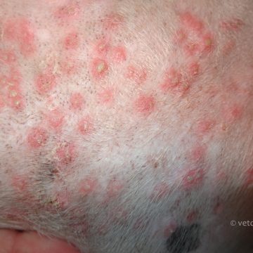 Püoderma koeral, pustulid